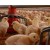 OMS advierte sobre “epidemia mundial” de gripe aviar con infecciones preocupantes que afectan a nuevas especies