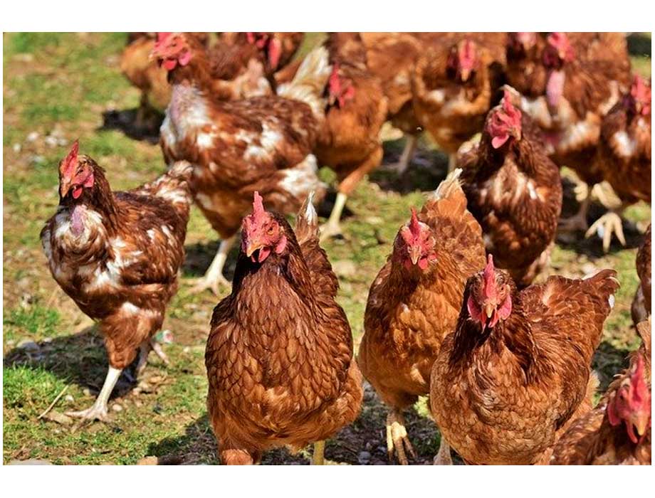 Nestlé redobla esfuerzos en bienestar animal al eliminar jaulas en  gallineros - enAlimentos