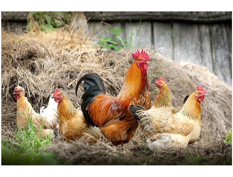 Advierten en Paraguay posible caída de producción avícola por problemas en  la alimentación animal - enAlimentos