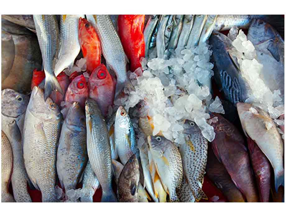 Prohíben y restringen la pesca de dos animales del mar