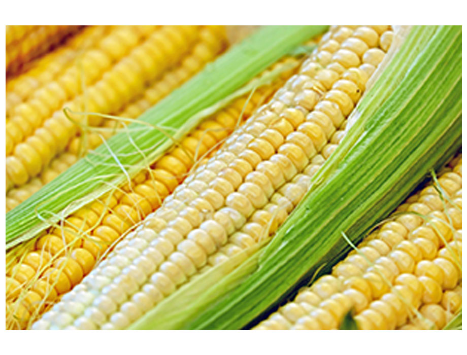 México promueve manejo fitosanitario sustentable del cultivo del maíz con  biotecnología - enAlimentos