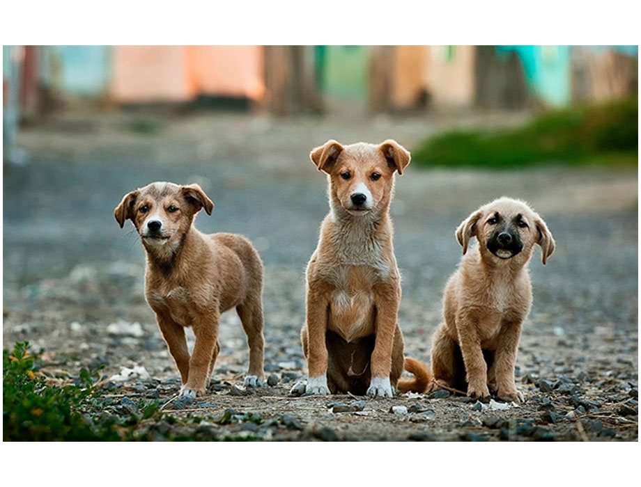 Venta al por mayor exterior casa perro-Compre online los mejores exterior  casa perro lotes de China exterior casa perro a mayoristas