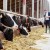 IFF lanza Omni-Bos PHY para ayudar a productores lecheros a obtener más valor de sus piensos