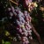 Producción de uva para vino en México crece 3.85% anual 