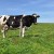 Cargill invierte en investigación para reducir metano en ganado en Estados Unidos